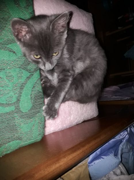  - Blanite care miauna si latra continuare