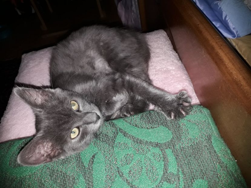  - Blanite care miauna si latra continuare