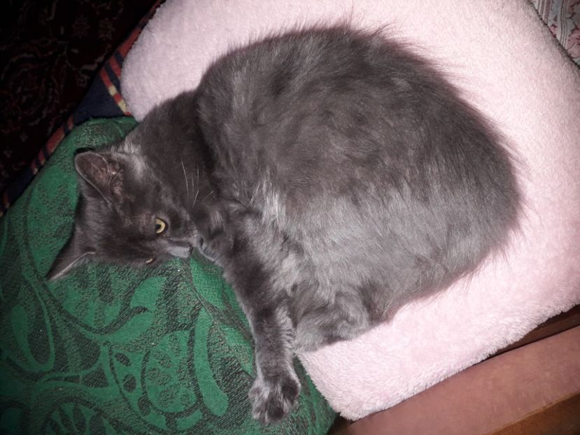  - Blanite care miauna si latra continuare