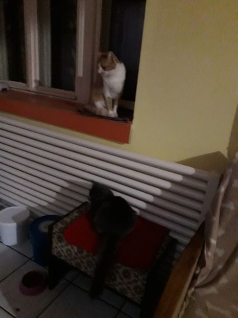  - Blanite care miauna si latra continuare