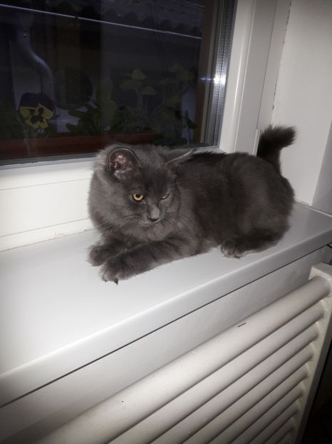  - Blanite care miauna si latra continuare