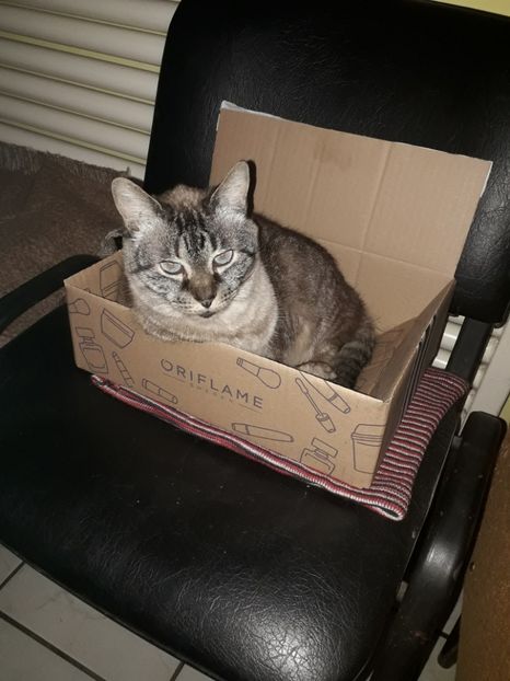  - Blanite care miauna si latra continuare