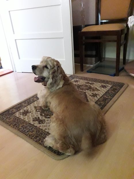  - Blanite care miauna si latra continuare