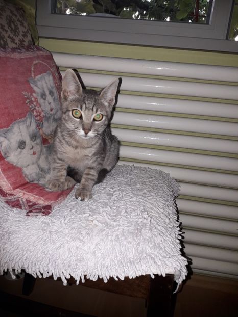  - Blanite care miauna si latra continuare