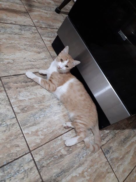  - Blanite care miauna si latra continuare