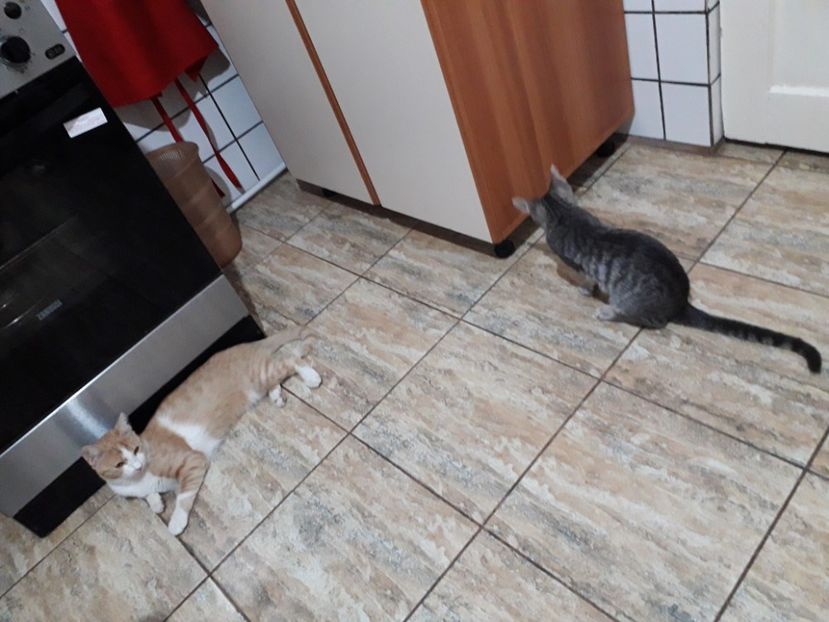  - Blanite care miauna si latra continuare