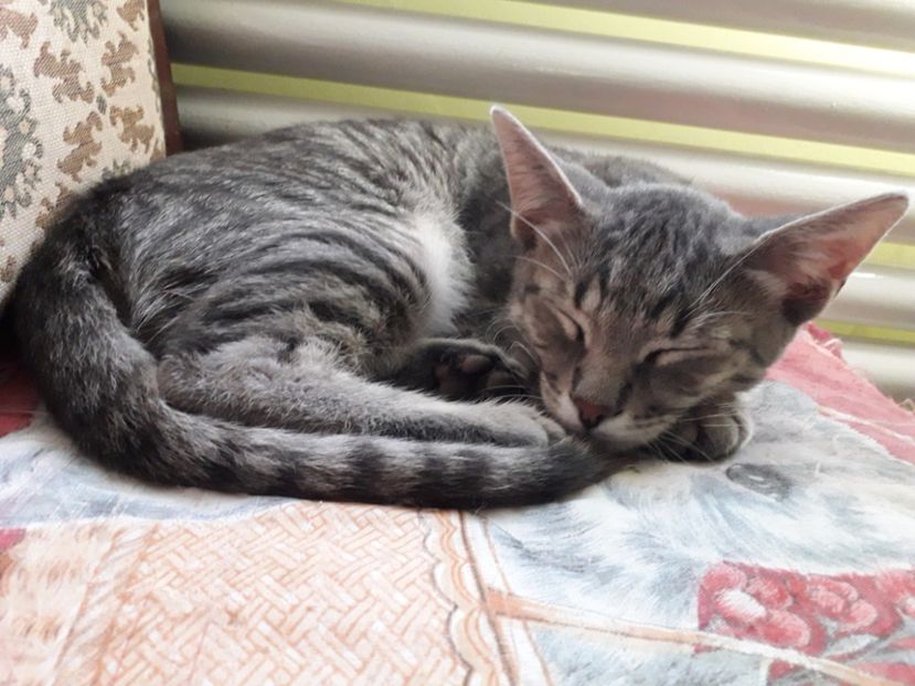  - Blanite care miauna si latra continuare