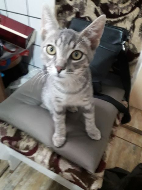  - Blanite care miauna si latra continuare