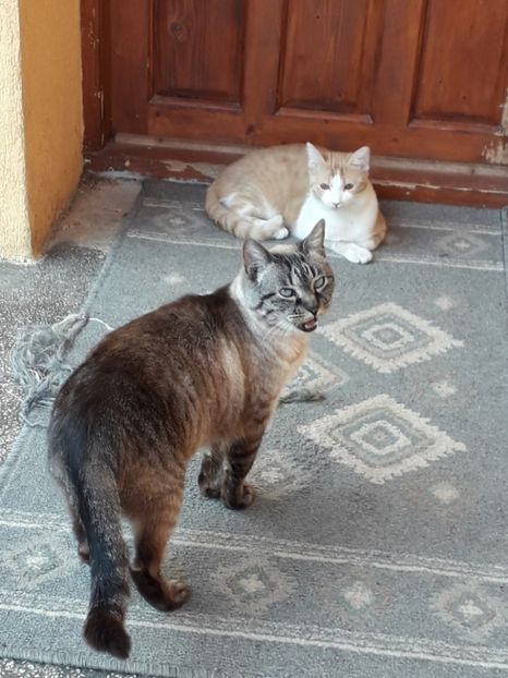  - Blanite care miauna si latra continuare