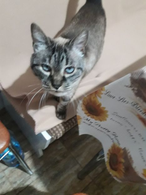  - Blanite care miauna si latra continuare