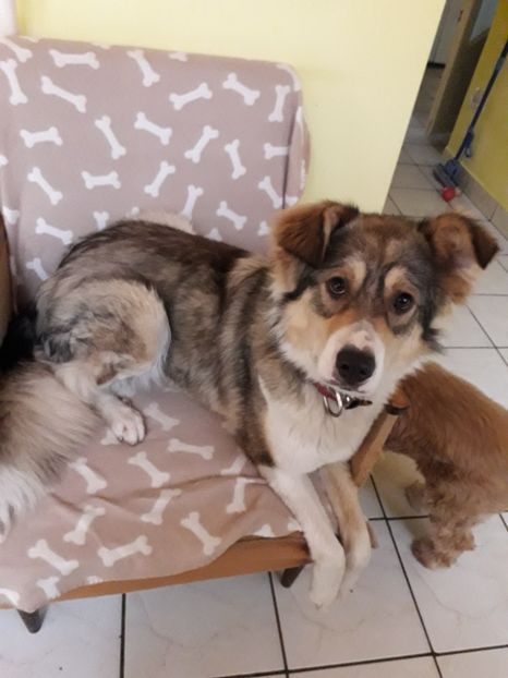  - Blanite care miauna si latra continuare