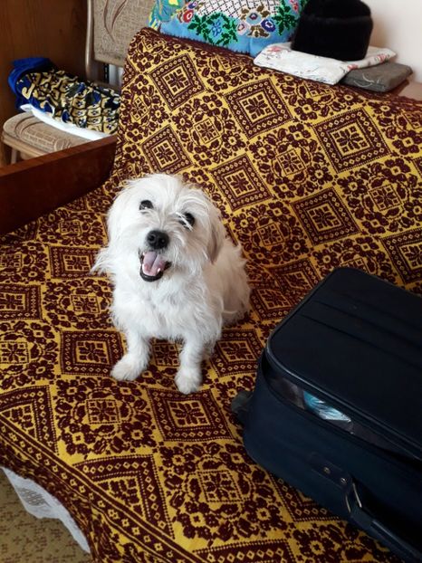  - Blanite care miauna si latra continuare