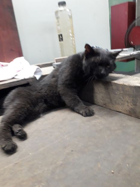  - Blanite care miauna si latra continuare