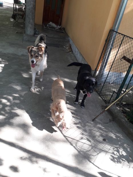  - Blanite care miauna si latra continuare