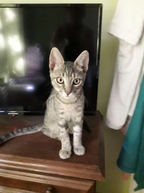  - Blanite care miauna si latra continuare