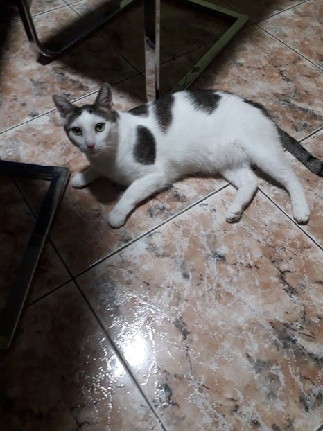  - Blanite care miauna si latra continuare