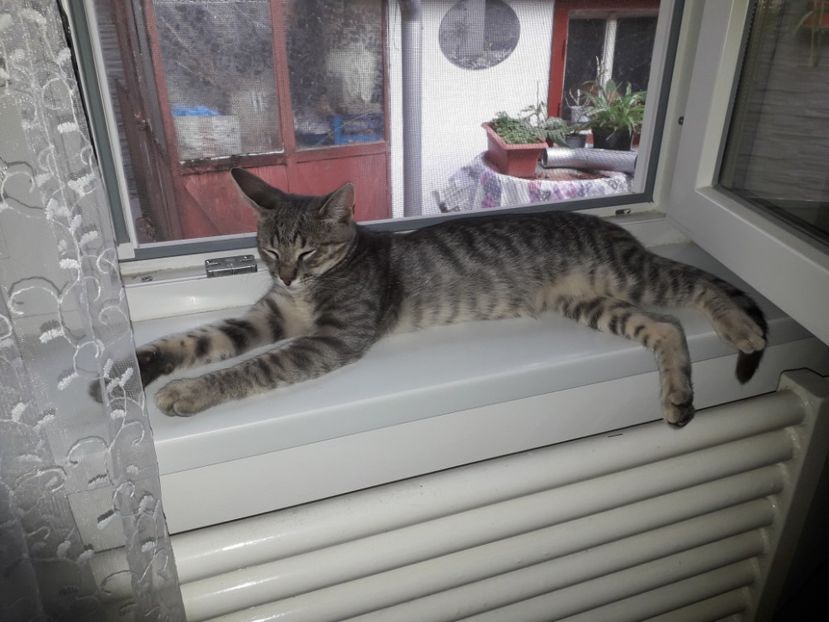  - Blanite care miauna si latra continuare