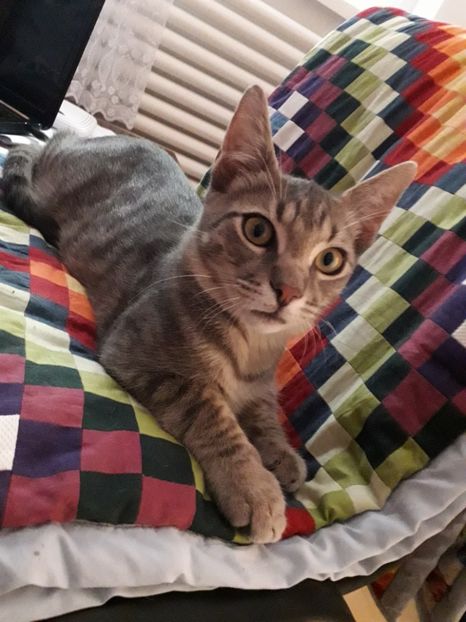  - Blanite care miauna si latra continuare