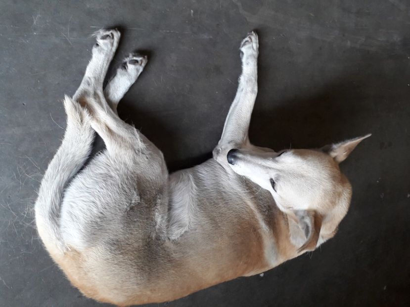  - Blanite care miauna si latra continuare