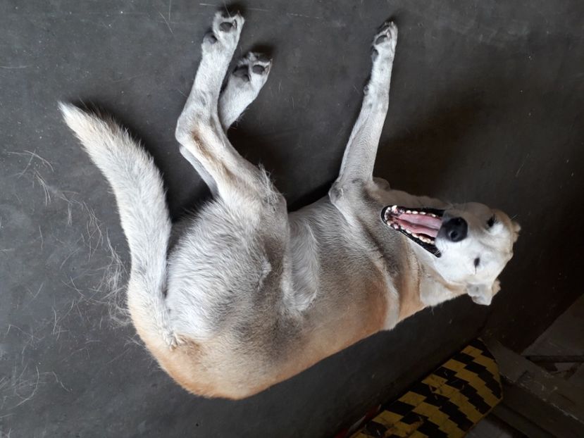  - Blanite care miauna si latra continuare