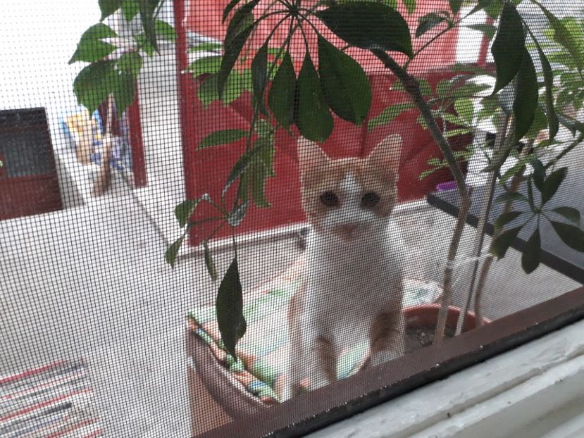  - Blanite care miauna si latra continuare