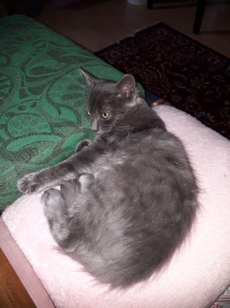  - Blanite care miauna si latra continuare