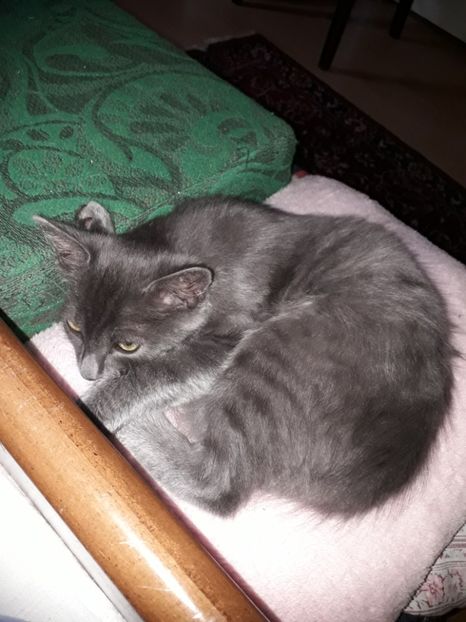  - Blanite care miauna si latra continuare