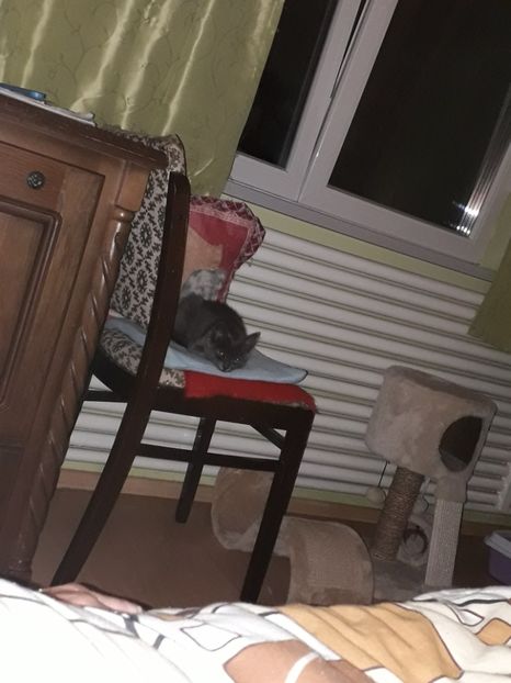  - Blanite care miauna si latra continuare