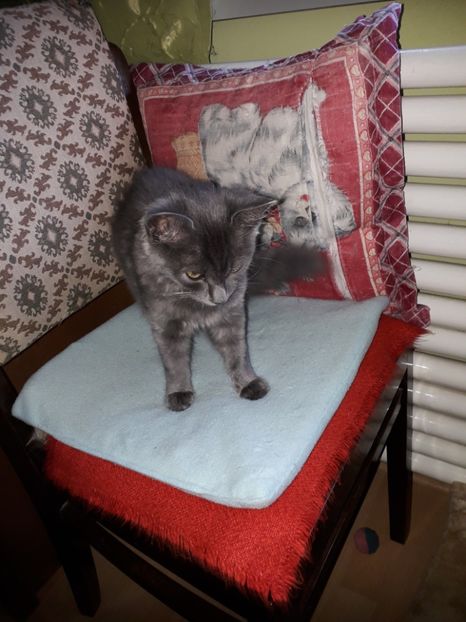  - Blanite care miauna si latra continuare