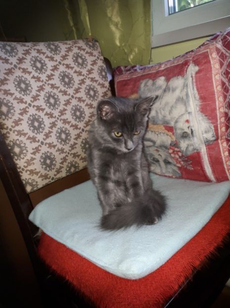  - Blanite care miauna si latra continuare