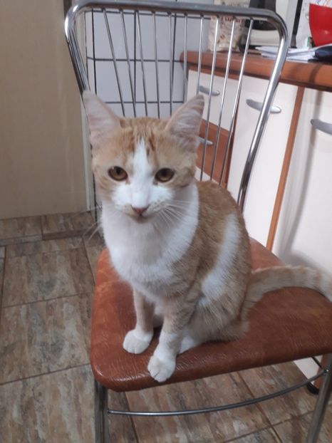  - Blanite care miauna si latra continuare