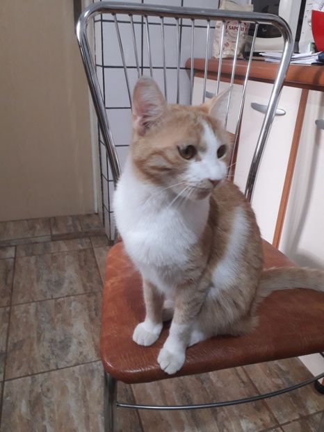  - Blanite care miauna si latra continuare