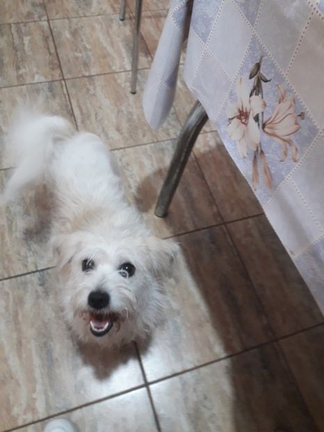  - Blanite care miauna si latra continuare