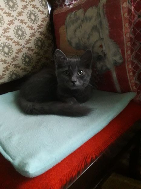  - Blanite care miauna si latra continuare