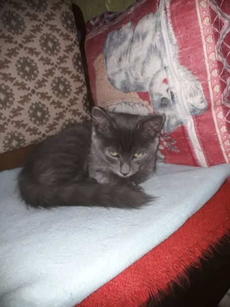  - Blanite care miauna si latra continuare