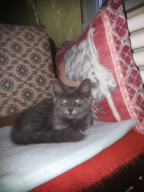  - Blanite care miauna si latra continuare