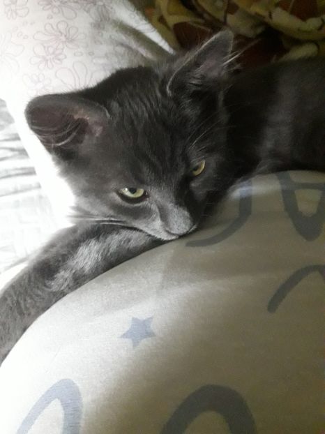  - Blanite care miauna si latra continuare