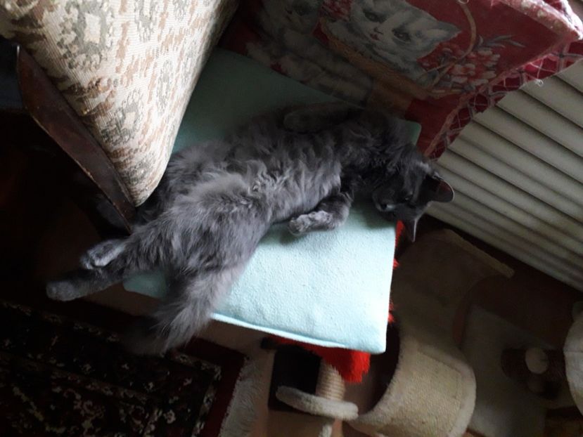  - Blanite care miauna si latra continuare