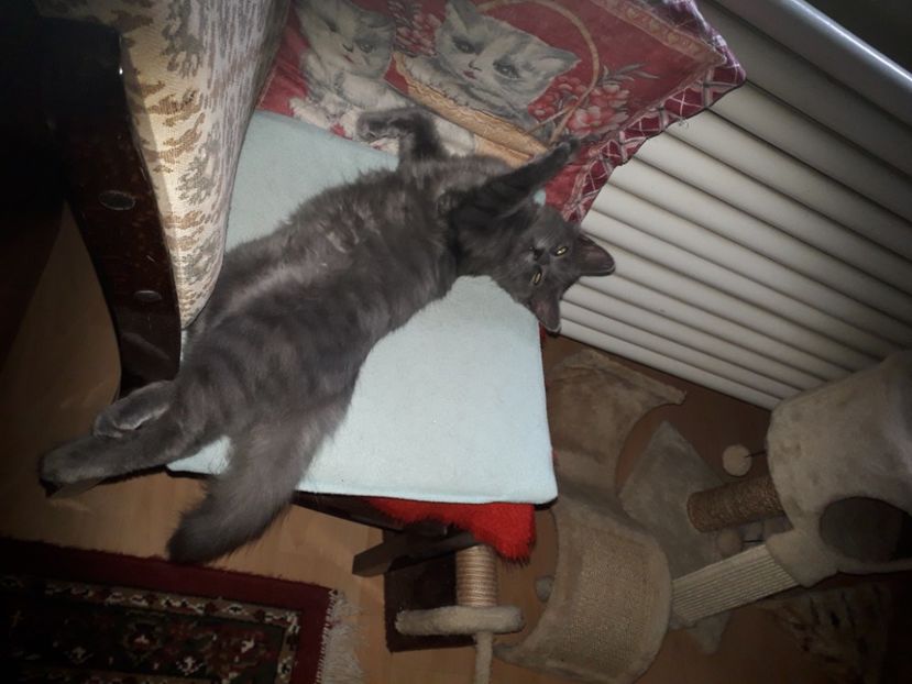  - Blanite care miauna si latra continuare