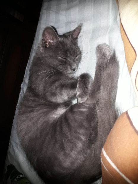  - Blanite care miauna si latra continuare