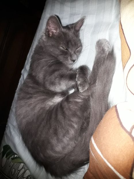  - Blanite care miauna si latra continuare