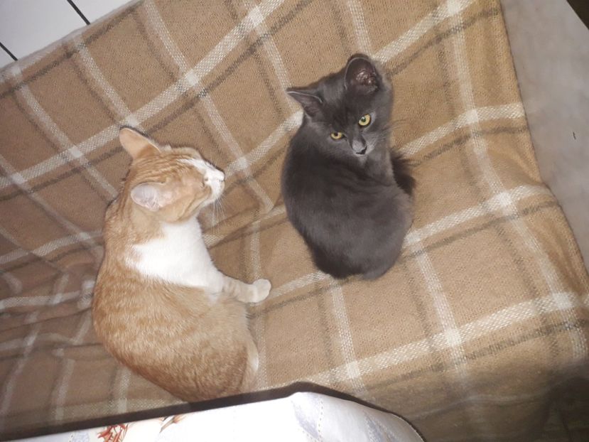  - Blanite care miauna si latra continuare