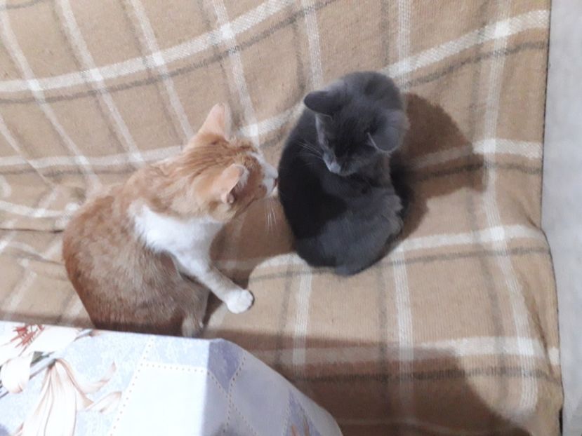  - Blanite care miauna si latra continuare