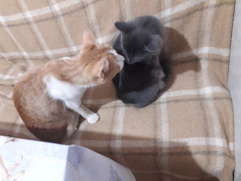  - Blanite care miauna si latra continuare