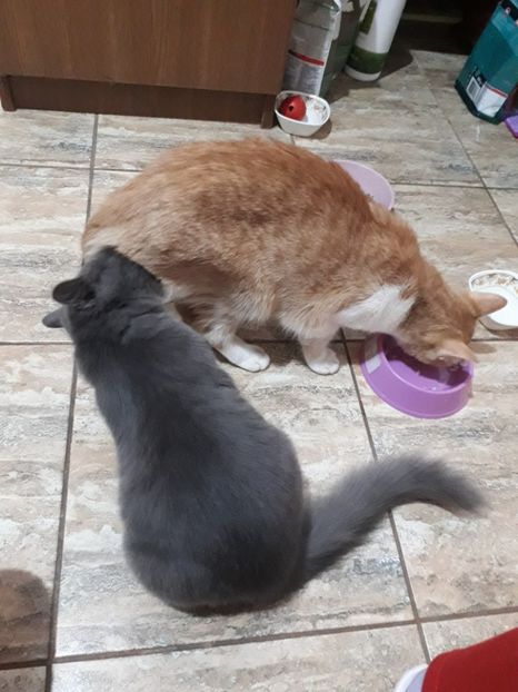  - Blanite care miauna si latra continuare