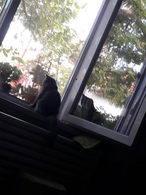 - Blanite care miauna si latra continuare