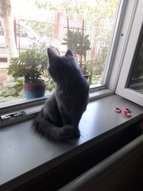  - Blanite care miauna si latra continuare