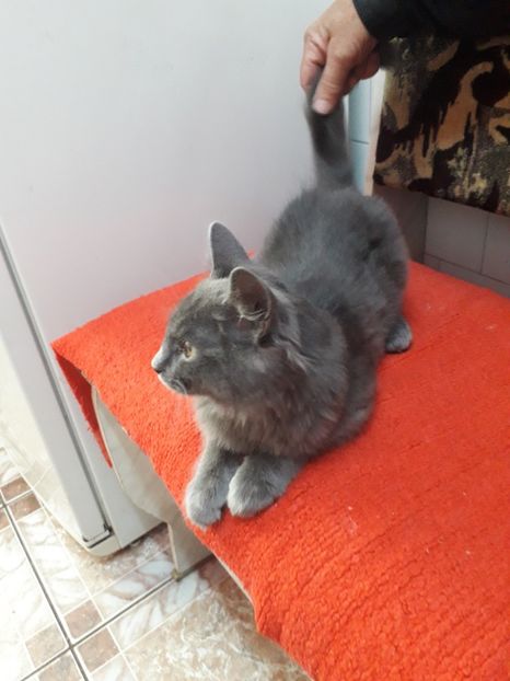  - Blanite care miauna si latra continuare