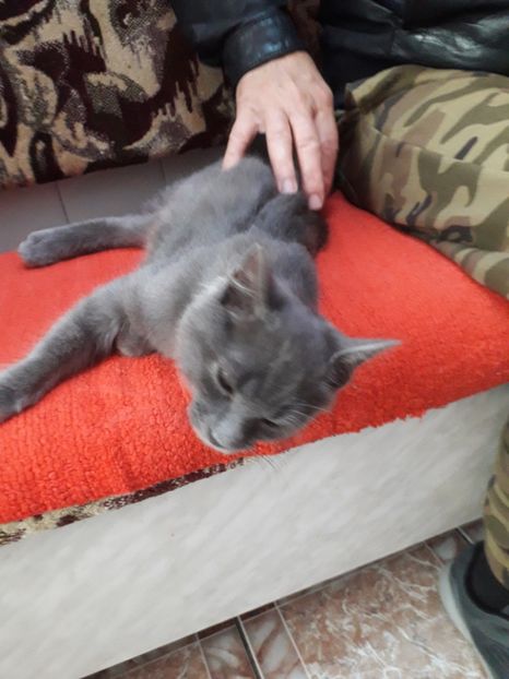  - Blanite care miauna si latra continuare