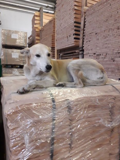  - Blanite care miauna si latra continuare